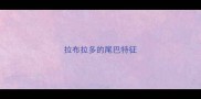 拉布拉多的尾巴特征