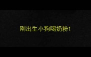刚出生小狗喝奶粉