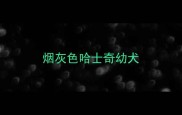 烟灰色哈士奇幼犬