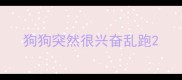 狗狗突然很兴奋乱跑