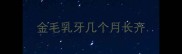 金毛乳牙几个月长齐