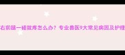 狗狗右前腿一碰就疼怎么办专业兽医9大常见病因及护理指南