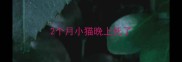 2个月小猫晚上死了