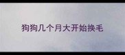 狗狗几个月大开始换毛