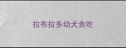 拉布拉多幼犬贪吃