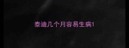泰迪几个月容易生病