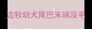 边牧幼犬尾巴末端没毛
