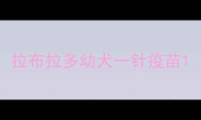 拉布拉多幼犬一针疫苗