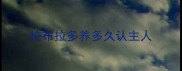 拉布拉多养多久认主人