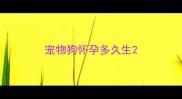 宠物狗怀孕多久生