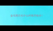 金毛尾巴毛什么时候开始长