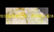 比格犬vs边牧体味谁更社死养狗前必看体味对比指南