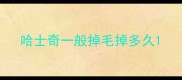 哈士奇一般掉毛掉多久
