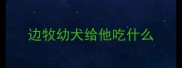 边牧幼犬给他吃什么