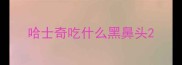 哈士奇吃什么黑鼻头