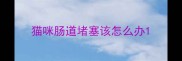 猫咪肠道堵塞该怎么办