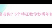 哈士奇3岁变老狗5个特征教你秒辨年龄养狗必看