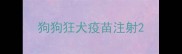狗狗狂犬疫苗注射