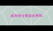 成年哈士奇适合养吗