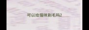 可以给猫咪剃毛吗