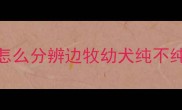 怎么分辨边牧幼犬纯不纯
