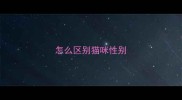 怎么区别猫咪性别