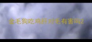 金毛狗吃鸡肝对毛有害吗
