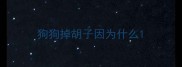 狗狗掉胡子因为什么