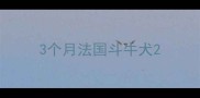 3个月法国斗牛犬