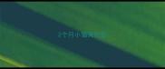 2个月小猫突然死