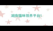 湖南猫咪领养平台