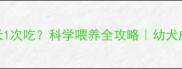 狗狗磨牙棒3天1次吃科学喂养全攻略幼犬成犬都适用