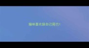 猫咪喜欢舔自己尾巴