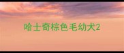 哈士奇棕色毛幼犬