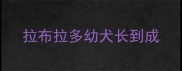 拉布拉多幼犬长到成
