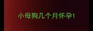 小母狗几个月怀孕