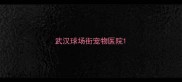 武汉球场街宠物医院
