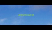 盘锦宠物市场在哪