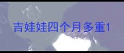 吉娃娃四个月多重
