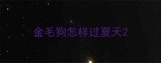 金毛狗怎样过夏天