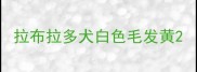 拉布拉多犬白色毛发黄