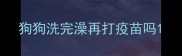 狗狗洗完澡再打疫苗吗