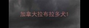 加拿大拉布拉多犬