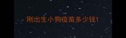 刚出生小狗疫苗多少钱