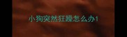 小狗突然狂躁怎么办