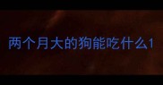 两个月大的狗能吃什么