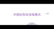 中国拉布拉多缉毒犬