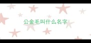 公金毛叫什么名字