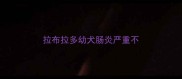 拉布拉多幼犬肠炎严重不