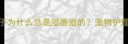 狗狗鼻子为什么总是湿漉漉的宠物护理冷知识